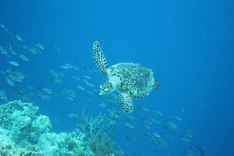 Curacao 04-12 581.JPG